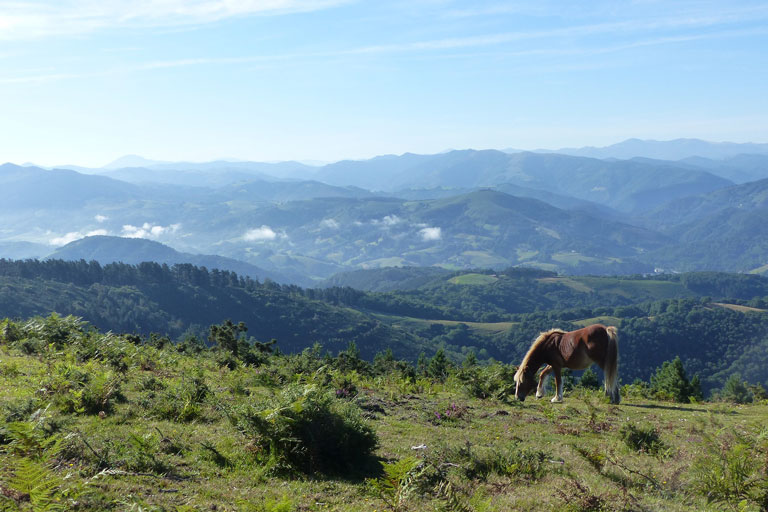 faune pays basque