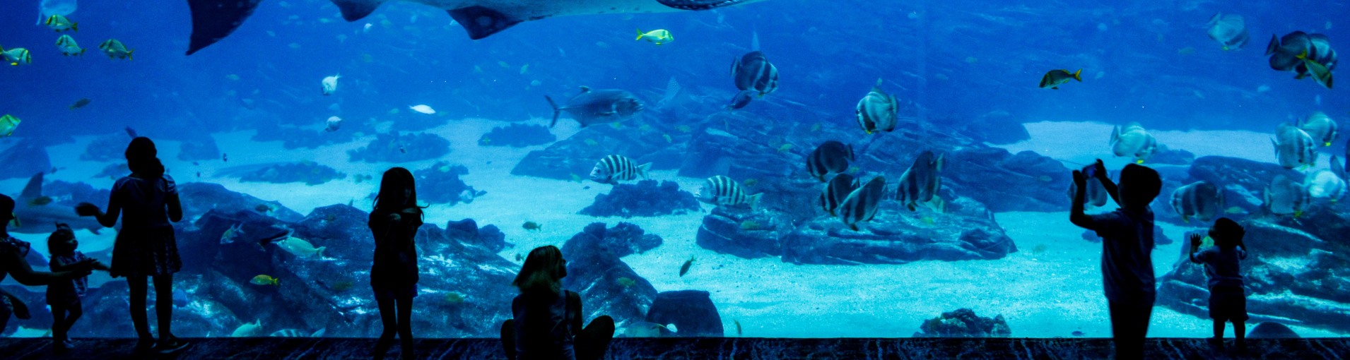 musée de la mer biarritz